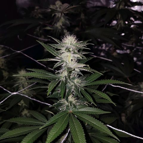 Unknown strain growlog timeline photo