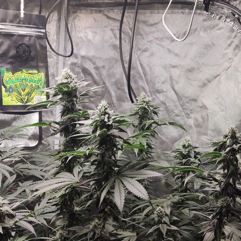 Unknown strain growlog timeline photo