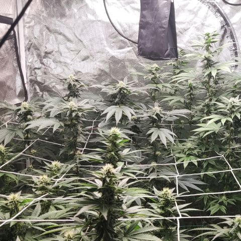 Unknown strain growlog timeline photo