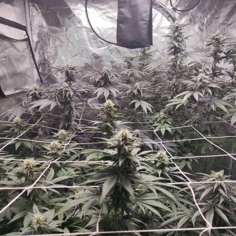 Unknown strain growlog timeline photo