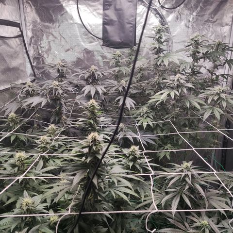 Unknown strain growlog timeline photo
