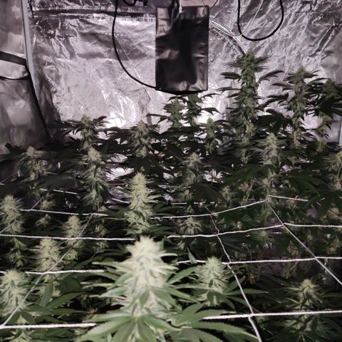 Unknown strain growlog timeline photo