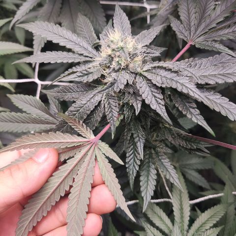 Unknown strain growlog timeline photo
