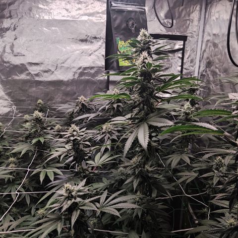 Unknown strain growlog timeline photo