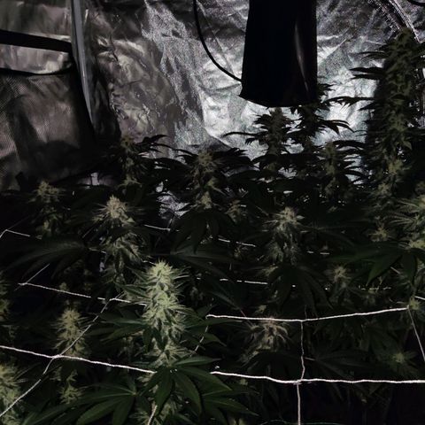 Unknown strain growlog timeline photo