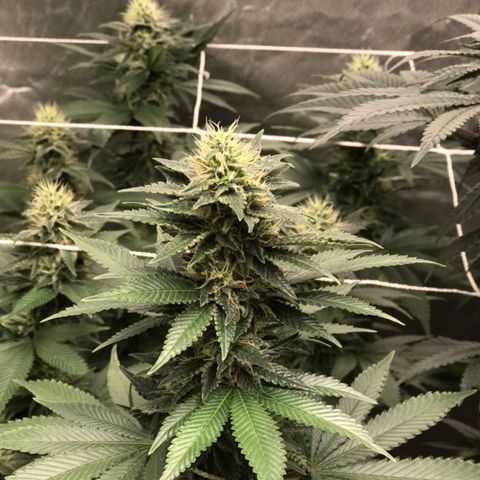 Unknown strain growlog timeline photo