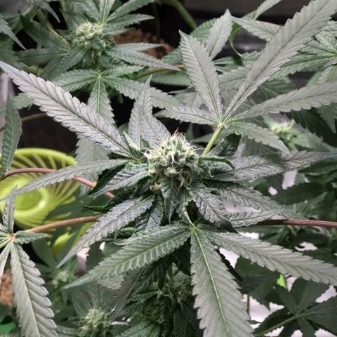 Unknown strain growlog timeline photo