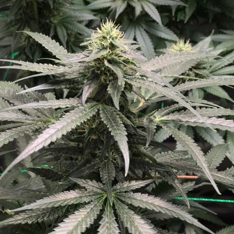 Unknown strain growlog timeline photo