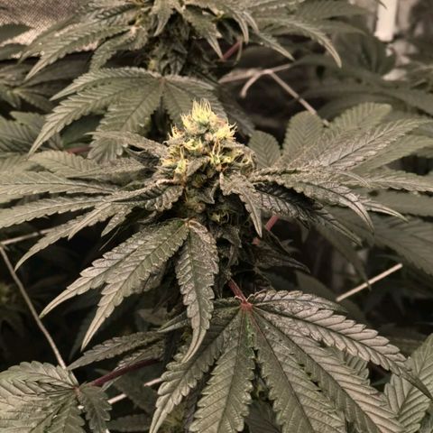 Unknown strain growlog timeline photo