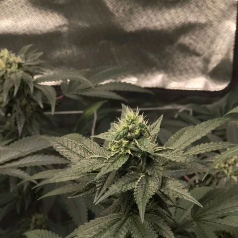Unknown strain growlog timeline photo