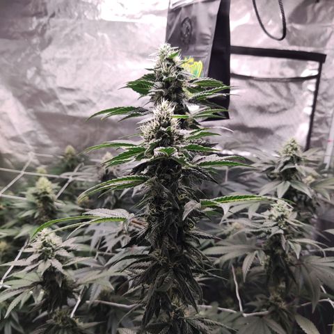 Unknown strain growlog timeline photo