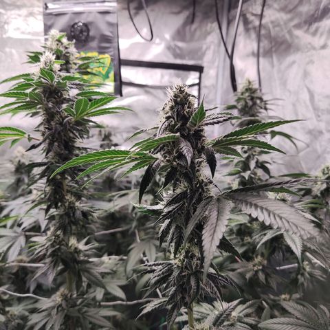 Unknown strain growlog timeline photo
