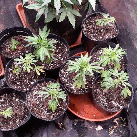 Esquejes x 7 growlog timeline photo