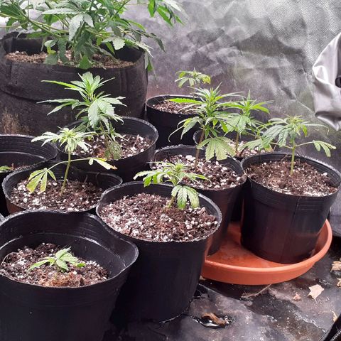 Esquejes x 7 growlog timeline photo