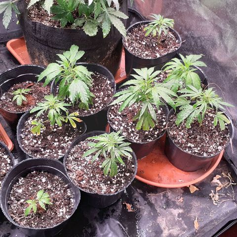 Esquejes x 7 growlog timeline photo