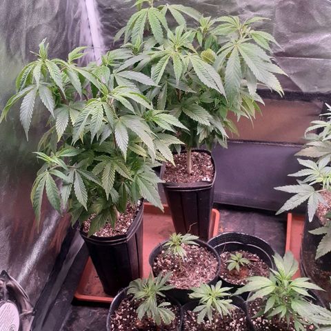 Esquejes x 7 growlog timeline photo