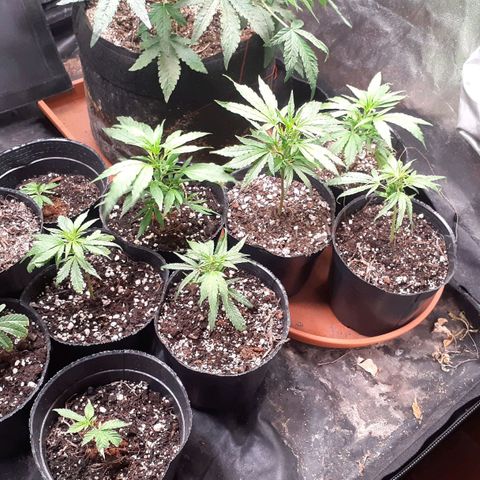 Esquejes x 7 growlog timeline photo