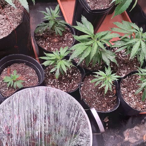 Esquejes x 7 growlog timeline photo