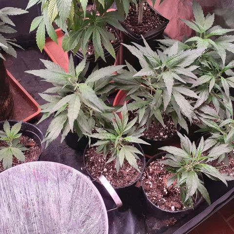 Esquejes x 7 growlog timeline photo
