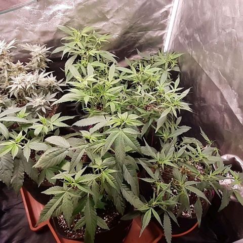 Esquejes x 7 growlog timeline photo