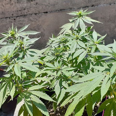 Black Paul 2da gene growlog timeline photo