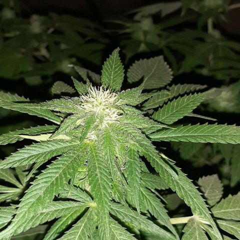 Black Paul 2da gene growlog timeline photo