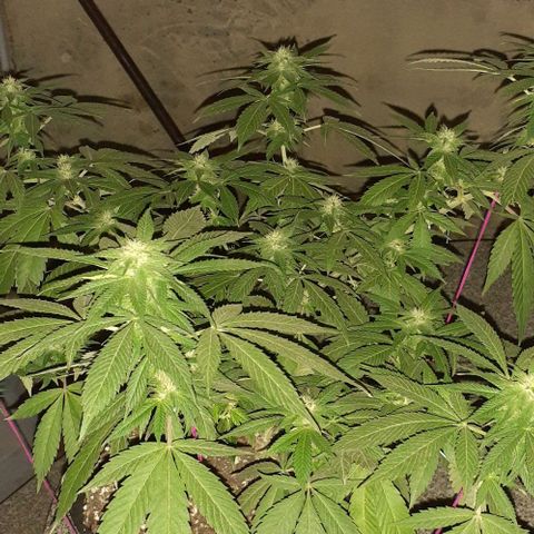 Black Paul 2da gene growlog timeline photo