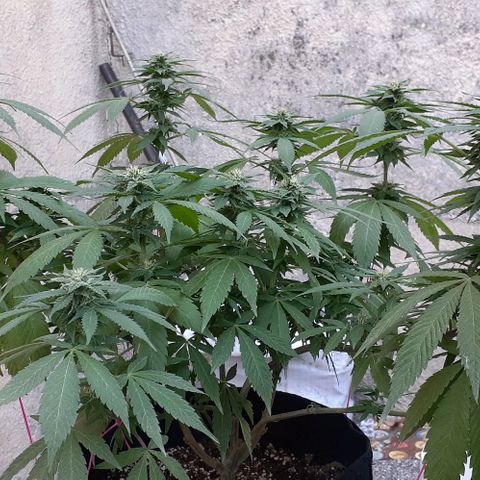 Black Paul 2da gene growlog timeline photo