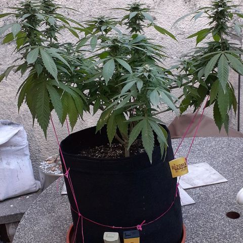 Black Paul 2da gene growlog timeline photo