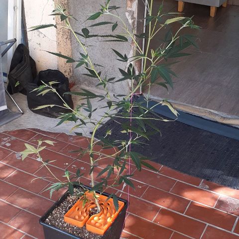Esqueje acid goith larga growlog timeline photo