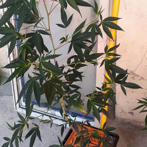 Esqueje acid goith larga growlog timeline photo