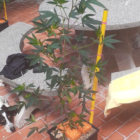 Esqueje acid goith larga growlog timeline photo