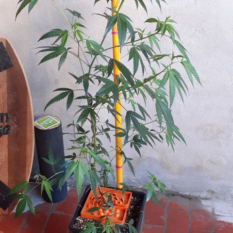 Esqueje acid goith larga growlog timeline photo