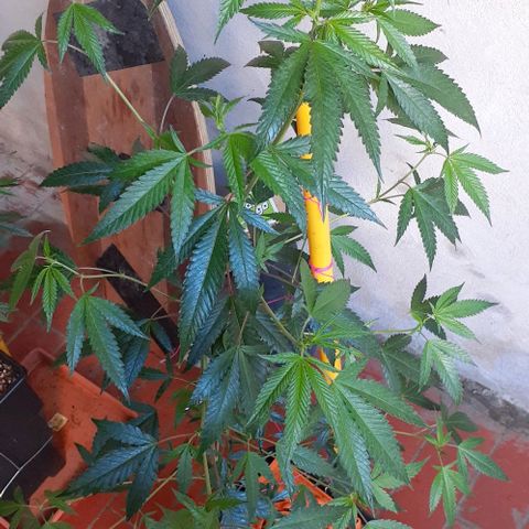 Esqueje acid goith larga growlog timeline photo
