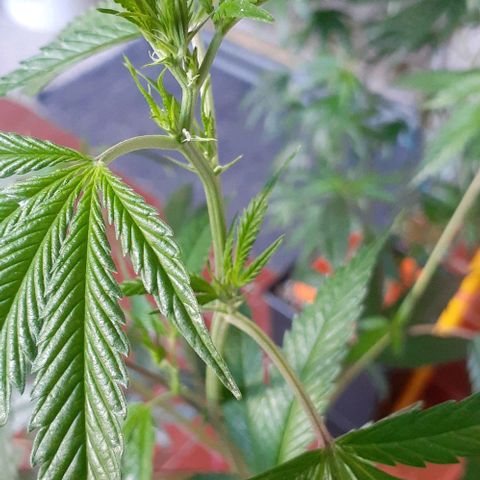 Esqueje acid goith larga growlog timeline photo