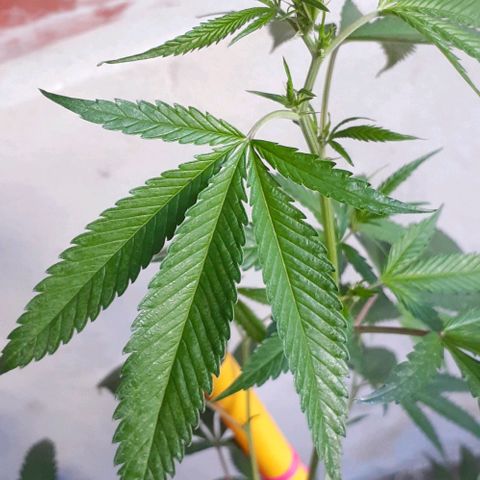 Esqueje acid goith larga growlog timeline photo