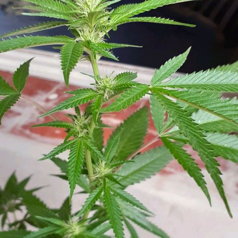 Esqueje acid goith larga growlog timeline photo