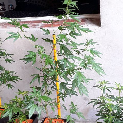 Esqueje acid goith larga growlog timeline photo