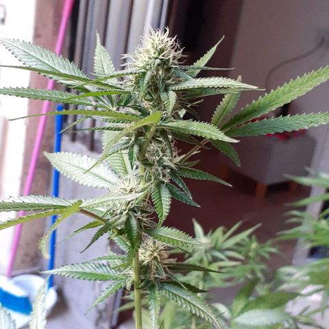 Esqueje acid goith larga growlog timeline photo