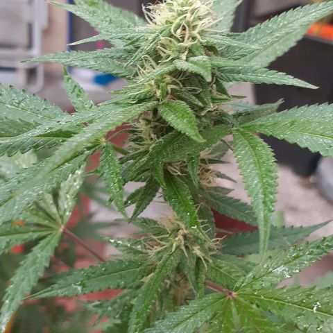 Esqueje acid goith larga growlog timeline photo