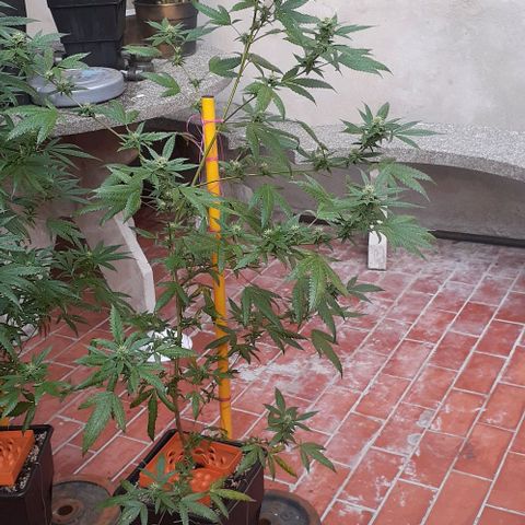Esqueje acid goith larga growlog timeline photo