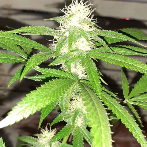 Esqueje acid goith larga growlog timeline photo
