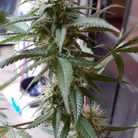 Esqueje acid goith larga growlog photo: Día 34 flora