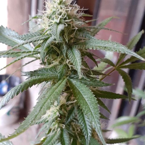 Esqueje acid goith larga growlog photo: Día 34 flora