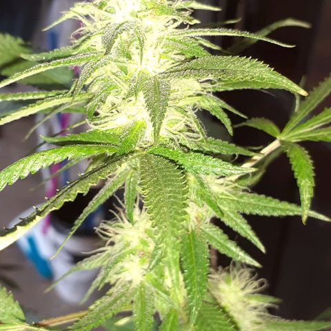 Esqueje acid goith larga growlog photo: Día 34 flora