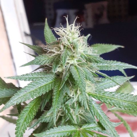Esqueje acid goith larga growlog timeline photo