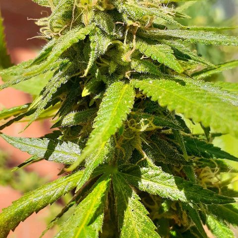 Esqueje acid goith larga growlog timeline photo