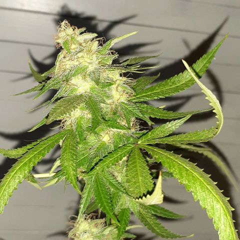 Esqueje acid goith larga growlog timeline photo