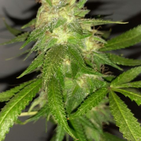 Esqueje acid goith larga growlog timeline photo