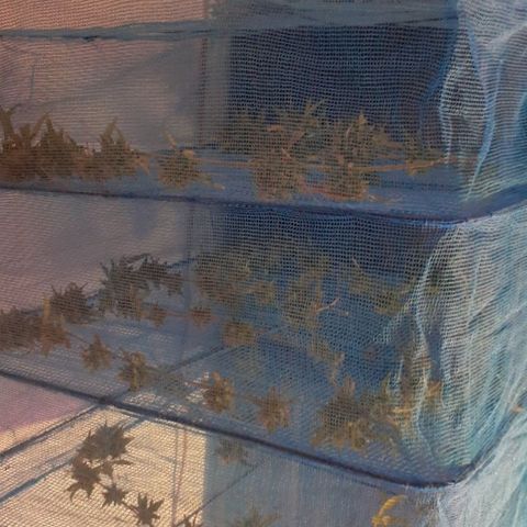 Esqueje acid goith larga growlog timeline photo